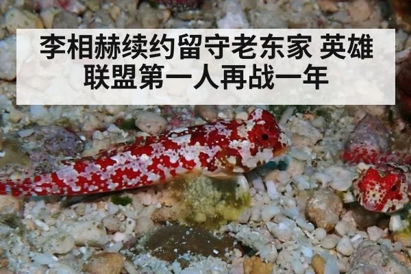 李相赫续约留守老东家 英雄联盟第一人再战一年